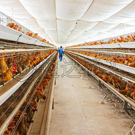 雞糞堆肥發(fā)酵有機(jī)肥技術(shù) ！