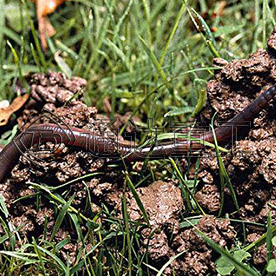 “有機(jī)肥之王”蚯蚓糞，結(jié)出“黃金果”！